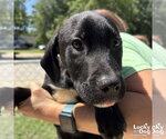 Small #1 Labrador Retriever Mix