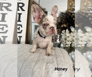 French Bulldog Puppy for sale in SPRING HILL, FL, USA