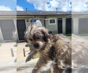 Maltese-Unknown Mix Dogs for adoption in San Antonio, TX, USA