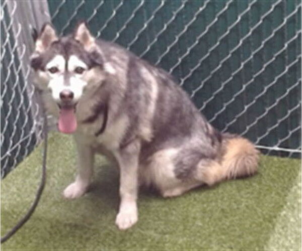 Medium Photo #1 Siberian Husky Puppy For Sale in Downey, CA, USA