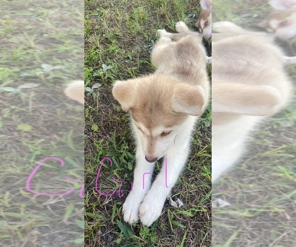 Medium Photo #3 Siberian Husky Puppy For Sale in HILLISTER, TX, USA