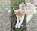 Small #2 Siberian Husky