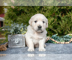 Small #1 English Cream Golden Retriever