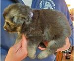 Small Photo #2 German Shepherd Dog Puppy For Sale in PALMYRA, MO, USA