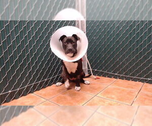 Mutt Dogs for adoption in Downey, CA, USA
