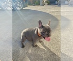 Small Photo #8 French Bulldog Puppy For Sale in CLACKAMAS, OR, USA