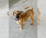 Small Labrador Retriever Mix