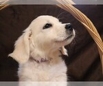 Small #3 English Cream Golden Retriever