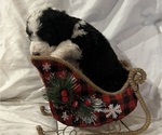 Small Photo #6 Bernedoodle Puppy For Sale in DAYTON, NV, USA