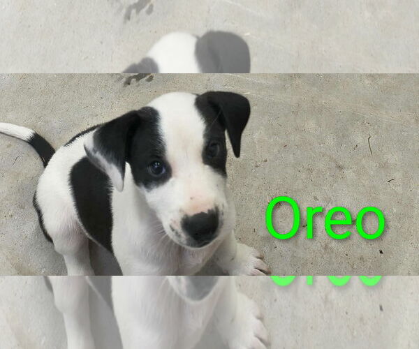 Medium Photo #2 Beagle-Unknown Mix Puppy For Sale in Stover, MO, USA