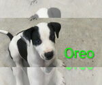 Small #1 Beagle Mix