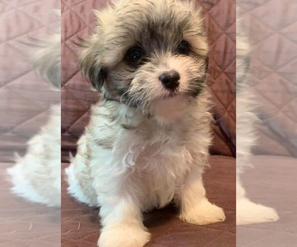 Medium Photo #1 Cotonese Puppy For Sale in ORLANDO, FL, USA