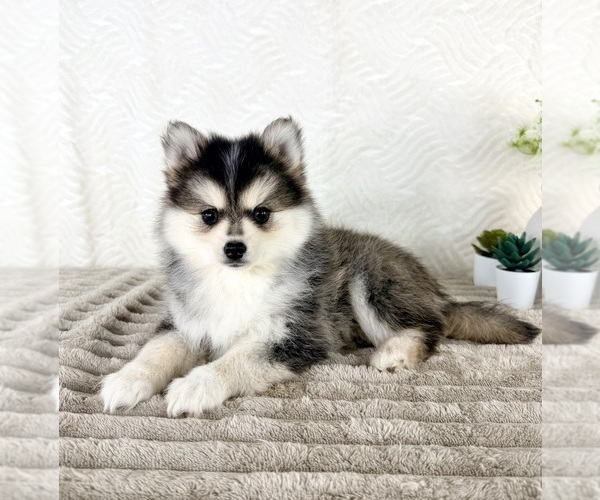 Medium Photo #3 Pomsky Puppy For Sale in GREENFIELD, IN, USA
