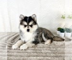 Small #2 Pomsky
