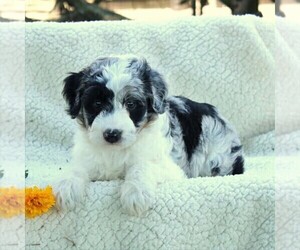Aussiedoodle Miniature  Puppy for sale in GAP, PA, USA