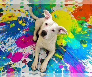 American Pit Bull Terrier Dogs for adoption in Tulsa, OK, USA