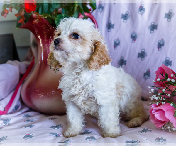 Medium Photo #7 Cavapoo Puppy For Sale in WAKARUSA, IN, USA