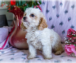 Small #6 Cavapoo