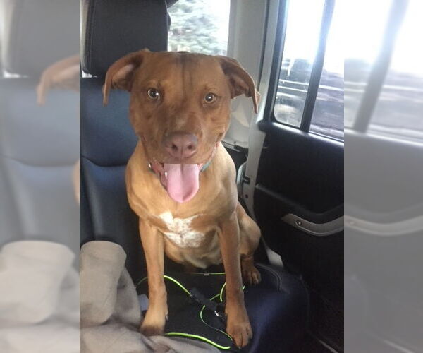 Medium Photo #2 Boxador Puppy For Sale in COLUMBIA, MD, USA