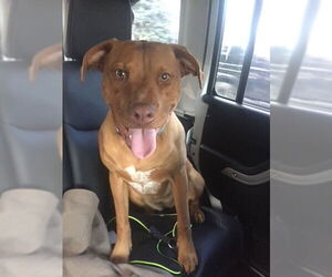 ARYA (COURTESY POST) - Female Boxador Dog for Adoption - Photo #2