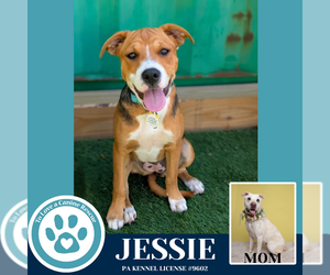 American Pit Bull Terrier-Labrador Retriever Mix Dogs for adoption in Kimberton, PA, USA