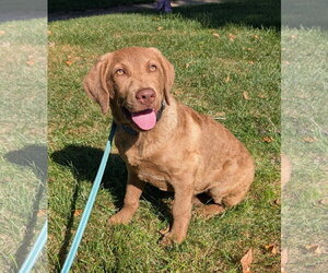 Chesador Dogs for adoption in Des Moines, IA, USA