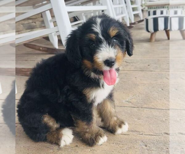 Medium Photo #1 Bernedoodle (Miniature) Puppy For Sale in GORDONVILLE, PA, USA