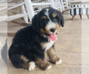 Bernedoodle (Miniature) Puppy for sale in GORDONVILLE, PA, USA