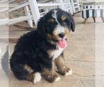 Small Bernedoodle (Miniature)