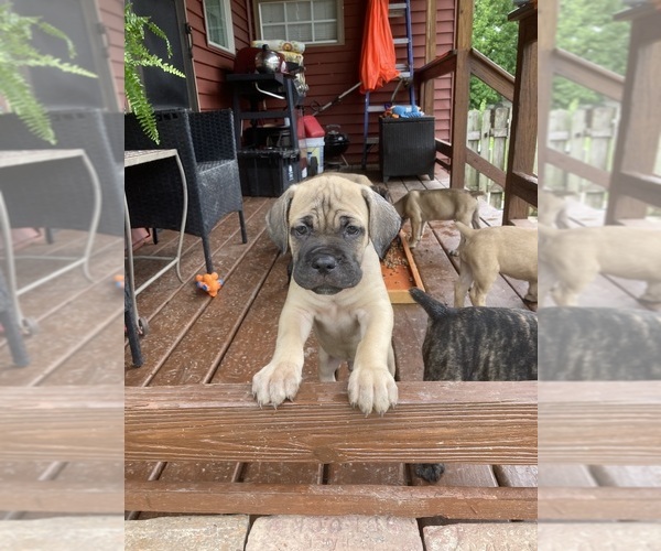Medium Photo #13 Cane Corso Puppy For Sale in HERRIN, IL, USA