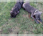 Small Photo #1 Cane Corso Puppy For Sale in SPRINGFIELD, MO, USA