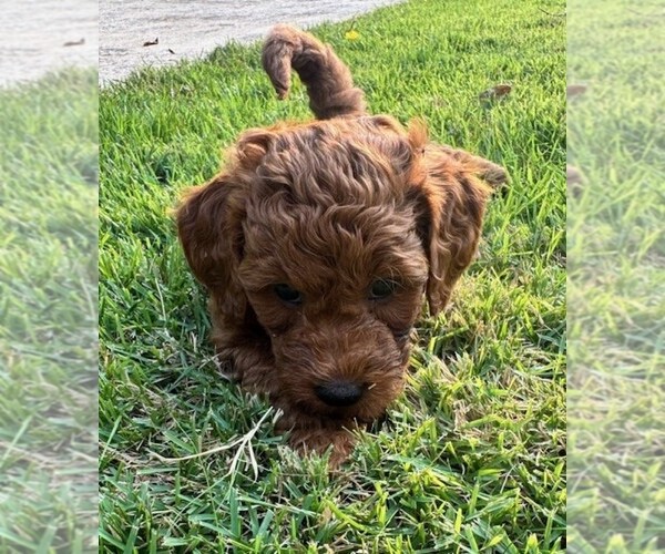 Medium Photo #34 Double Doodle Puppy For Sale in LAGRANGE, GA, USA