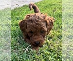 Small Photo #34 Double Doodle Puppy For Sale in LAGRANGE, GA, USA