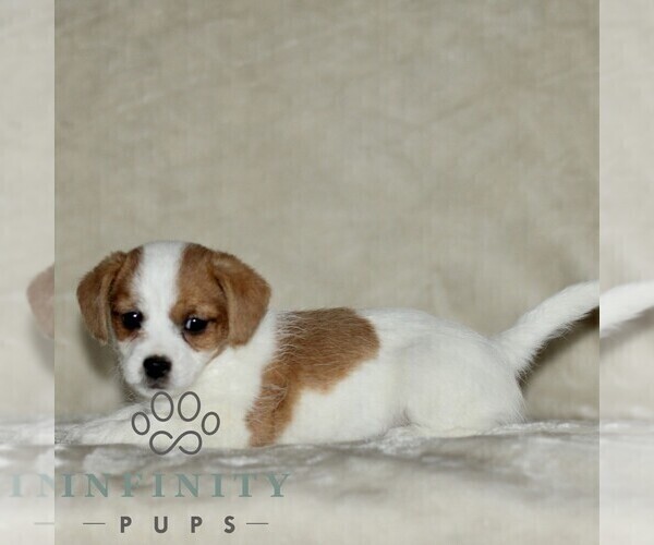 Medium Photo #4 Jack Russell Terrier-ShihPoo Mix Puppy For Sale in GORDONVILLE, PA, USA