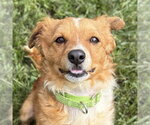 Small Chihuahua Mix