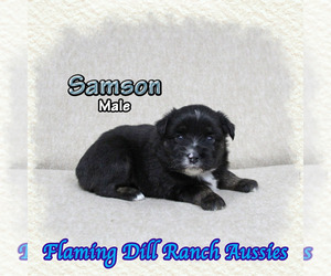 Miniature Australian Shepherd Puppy for sale in FORESTBURG, TX, USA