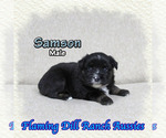 Image preview for Ad Listing. Nickname: Samson