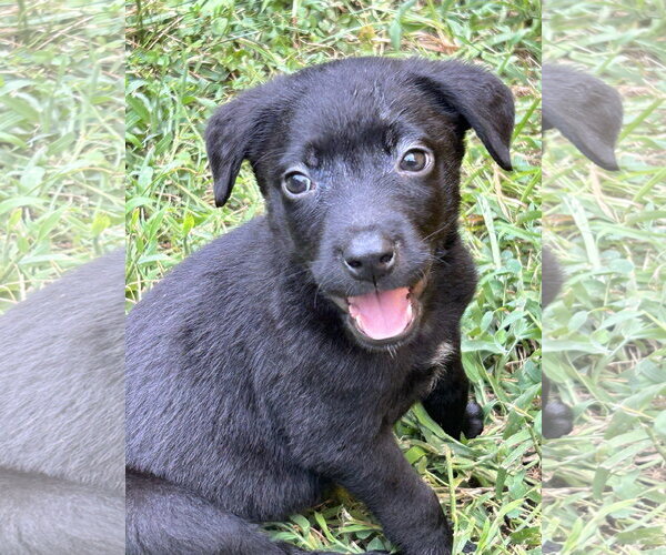 Medium Photo #4 Labrador Retriever-Unknown Mix Puppy For Sale in Hillsboro, MO, USA