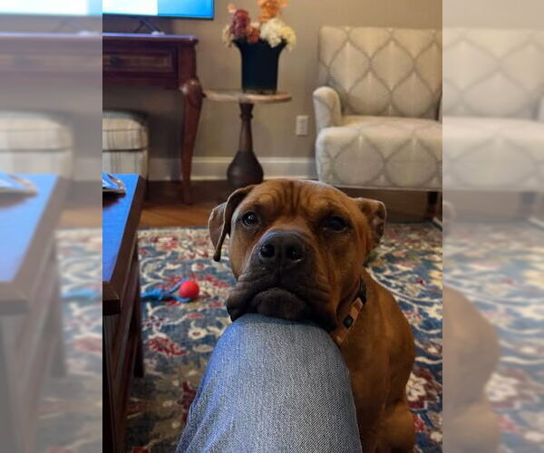 Medium Photo #16 American Staffordshire Terrier-Boxer Mix Puppy For Sale in Sayreville, NJ, NJ, USA