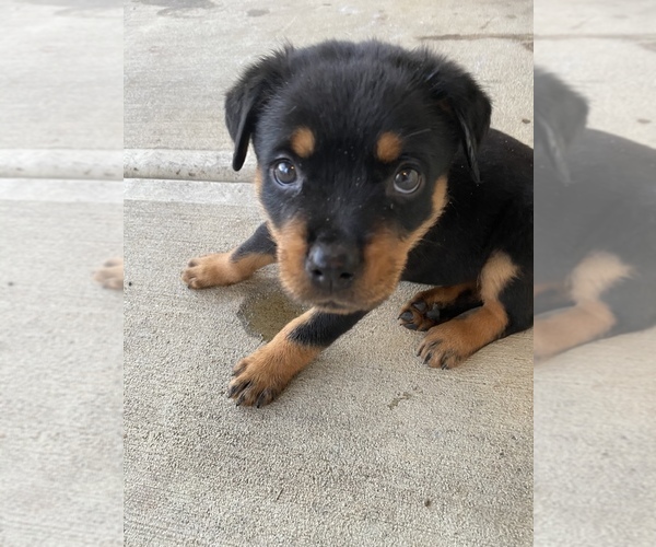 Medium Photo #4 Rottweiler Puppy For Sale in CANAL WHCHSTR, OH, USA