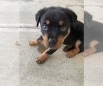 Small Photo #4 Rottweiler Puppy For Sale in CANAL WHCHSTR, OH, USA