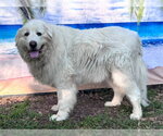 Small #12 Great Pyrenees