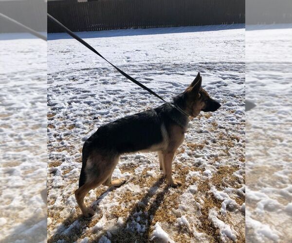 Medium Photo #1 German Shepherd Dog Puppy For Sale in CANYON, TX, USA