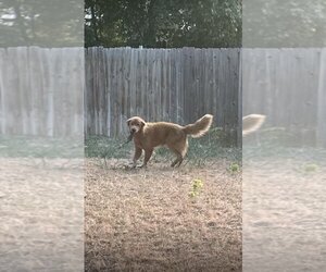 Golden Retriever-Unknown Mix Dogs for adoption in San Antonio, TX, USA
