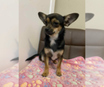Small #3 Chihuahua Mix