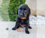 Puppy Macy AKC Englis Labrador Retriever