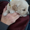 Small Photo #5 Goldendoodle Puppy For Sale in HIRAM, OH, USA