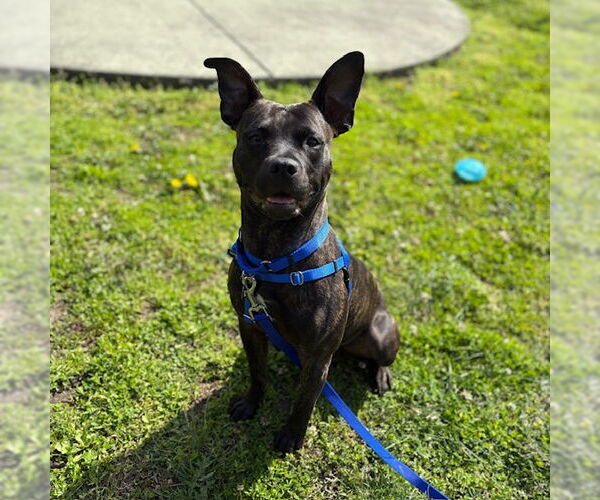 Medium Photo #2 American Pit Bull Terrier-Unknown Mix Puppy For Sale in Boston, MA, USA
