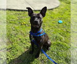 Small #1 American Pit Bull Terrier Mix