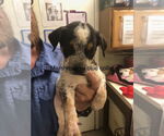 Small Mutt